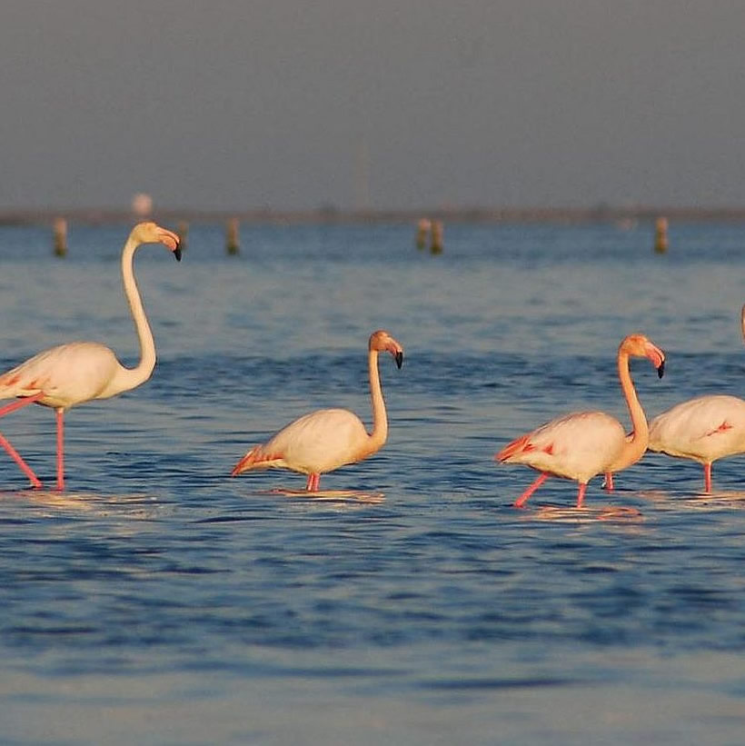 Les flamants roses du Delta, dans les étangs près d'ampolla et de la résidence de plain pied avec piscine, locations.groomservicedelta.com